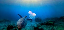 credit Making Oceans Plastic Free